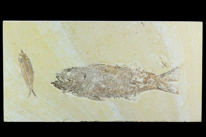 Mioplosus With Knightia Fossil Fish Plate - Green River Formation #122664